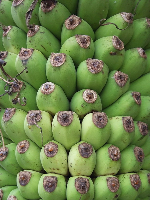 Bananeira musa chiliocarpa - Flora AVPH