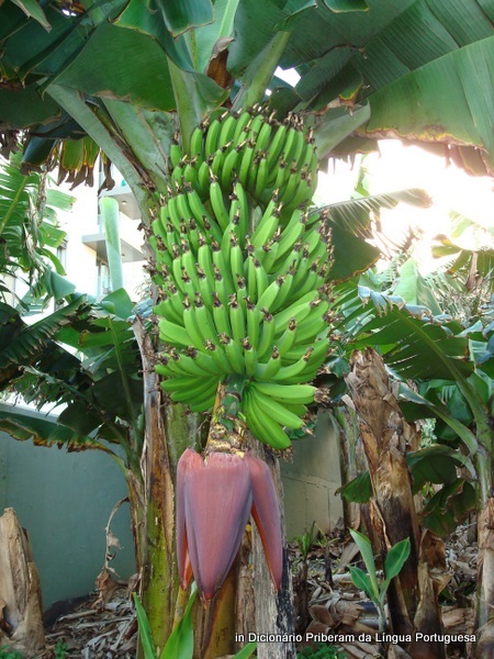 Bananeira - Flora AVPH