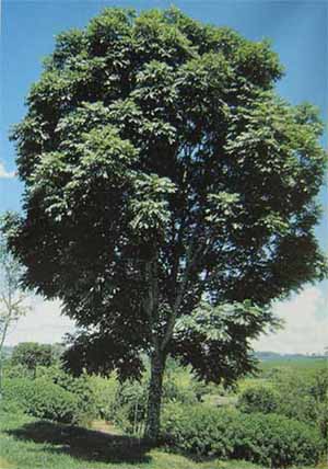 Sementes de árvore de Mogno (Swietenia mahagoni)