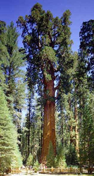 Sequoia Gigante - Flora AVPH