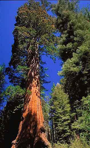 Sequoia Gigante - Flora AVPH
