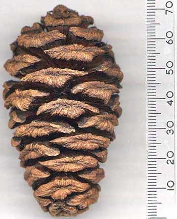Sequoia Gigante - Flora AVPH