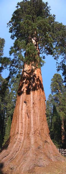 Sequoia Gigante - Flora AVPH