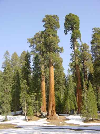 Sequoia Gigante - Flora AVPH