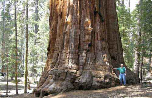 Sequoia Gigante - Flora AVPH