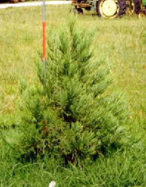Sequoia Gigante - Flora AVPH
