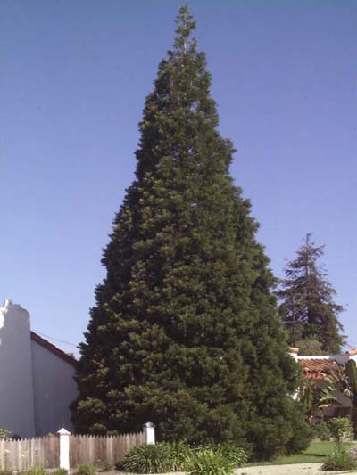 Sequoia Gigante - Flora AVPH
