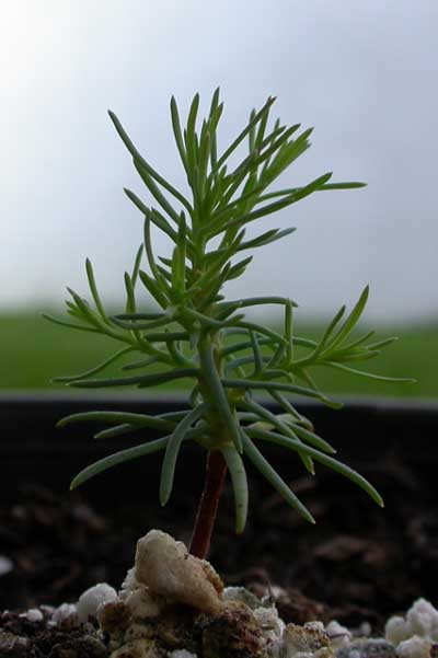 Sequoia Gigante - Flora AVPH