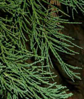Sequoia Gigante - Flora AVPH